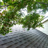 some recommended spring outdoor home maintenance includes trim overgrowth on your roof