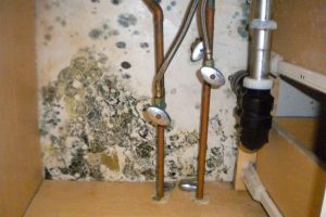 Mold Underneath Kitchen Sinks
