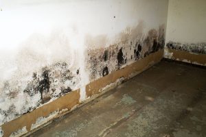 What is the Cause of the Mold